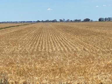 Farm Sold - NSW - Coleambally - 2707 - Land & Water - Modern Layout with Sought After Soil Types  (Image 2)