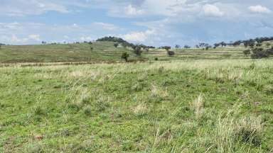 Farm Sold - NSW - Mullaley - 2379 - Fantastic grazing property, 280-350 cow and calf property with great water!  (Image 2)