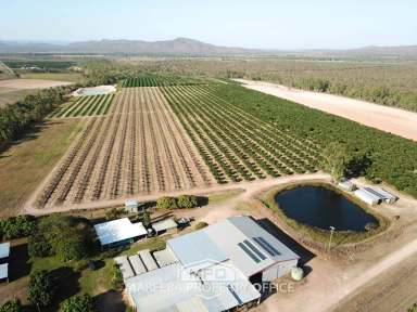 Farm Sold - QLD - Mutchilba - 4872 - PREMIER AVOCADO AND LIME FARM WITH CROP  (Image 2)