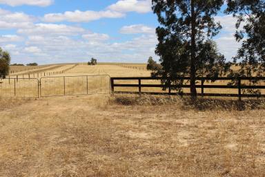Farm Sold - SA - Lameroo - 5302 - HEALTHY GRAZING & GREAT PLACE TO WORK, UNWIND & RELAX "THE BLOCK"  (Image 2)