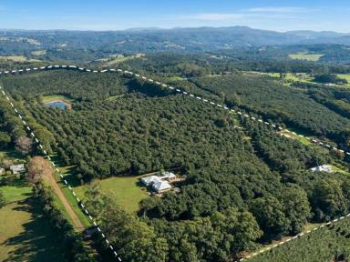 Farm Sold - NSW - Eureka - 2480 - Prestige, Position & unlimited Potential for Tomorrow  (Image 2)