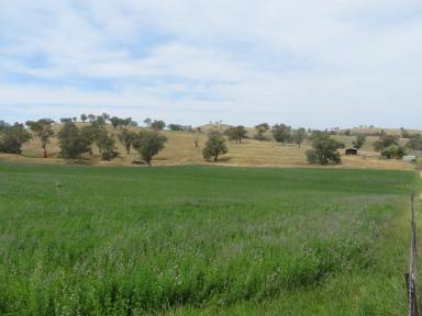 Farm Sold - NSW - Gundagai - 2722 - 143.25 Acres (57.97 Ha) at Nangus  (Image 2)