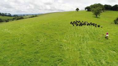 Farm Sold - NSW - Dorrigo - 2453 - Scale & Significant Recent Investment in One of Australias Most Productive & Reliable Regions  (Image 2)