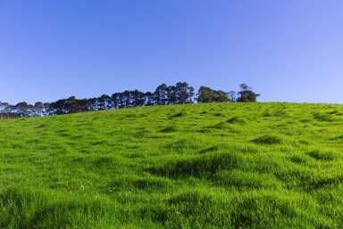 Farm Sold - NSW - Dorrigo - 2453 - Scale & Significant Recent Investment in One of Australias Most Productive & Reliable Regions  (Image 2)