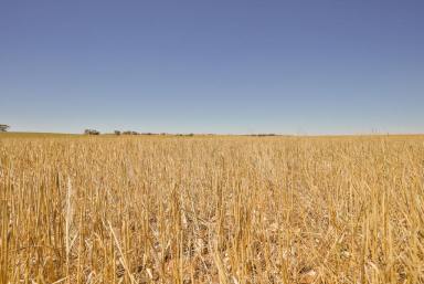 Farm Sold - VIC - Underbool - 3509 - Renowned cereal cropping land  (Image 2)