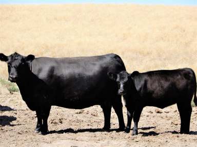 Farm Sold - SA - Tintinara - 5266 - Ideal cattle grazing with luxury living  (Image 2)