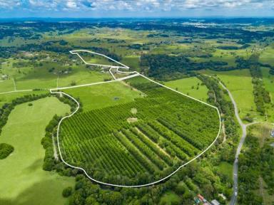 Farm Sold - NSW - Richmond Hill - 2480 - Income Producing Pecan Farm  (Image 2)