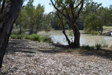 Farm Sold - NSW - Wentworth - 2648 - THE DARLING RIVER IS CALLING YOU  (Image 2)