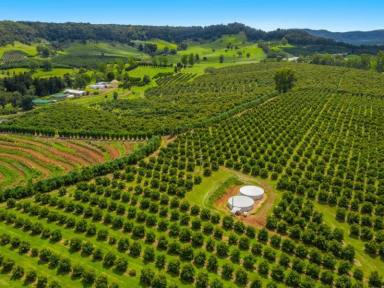 Farm Sold - NSW - Mountain Top - 2480 - Mountain Top Avocado Orchard- For Sale  (Image 2)