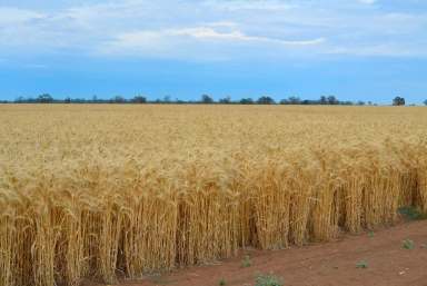 Farm Sold - NSW - Narromine - 2821 - Some of the best producing Farms in the Central West with 7386.17ML of Entitlements  (Image 2)