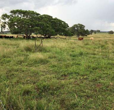 Farm Sold - QLD - Lower Wonga - 4570 - LOWER WONGA GRAZING  (Image 2)