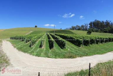 Farm Sold - TAS - North Lilydale - 7268 - Award winning Vineyard, Award winning Wines - Under Contract  (Image 2)