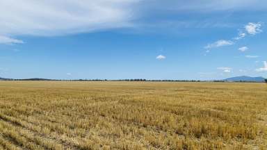 Farm Sold - NSW - Gunnedah - 2380 - "Bindaree North" - Gunnedah NSW  (Image 2)