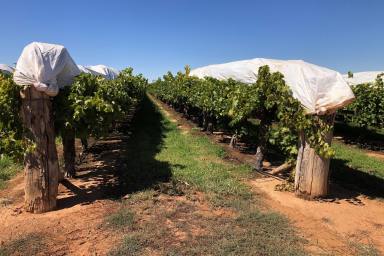 Farm Sold - VIC - Tol Tol - 3549 - Quality table grape opportunity.  (Image 2)