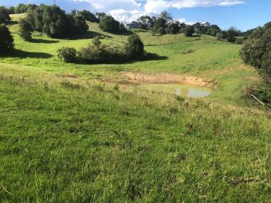 Farm Sold - NSW - Dorrigo - 2453 - Pristine permanent creek - 126 acres (51.25ha)  (Image 2)