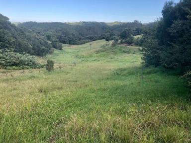 Farm Sold - NSW - Dorrigo - 2453 - Pristine permanent creek - 126 acres (51.25ha)  (Image 2)