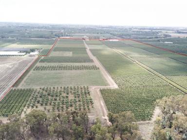 Farm Sold - VIC - Shepparton East - 3631 - Quality Shepparton District Orchard - 55 Hectares  (Image 2)