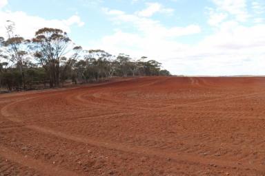 Farm Sold - WA - Woolocutty - 6369 - Value Buying at West Holleton  (Image 2)