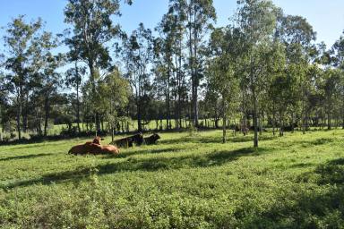 Farm Sold - QLD - Bauple - 4650 - Somewhere to Start  (Image 2)
