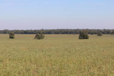 Farm Sold - NSW - Condobolin - 2877 - Excellent Grazing Block With Mixed Farming Thrown In -  Suitable For  Regenerative Ag  (Image 2)