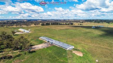 Farm Sold - NSW - Glen Innes - 2370 - River Gum Free Range Eggs  (Image 2)
