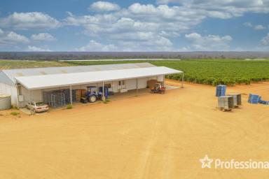 Farm For Sale - NSW - Monak - 2738 - 31.58Ha World Class Table Grape Property  (Image 2)