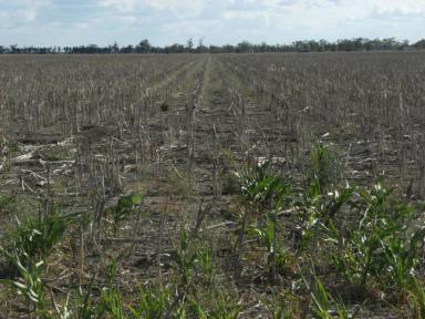 Farm For Sale - QLD - Dalby - 4405 - 69 ACRES OF HIGH IMPACT INDUSTRIAL LAND  (Image 2)