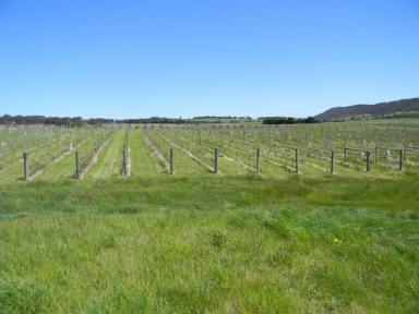 Farm Sold - NSW - Currawang - 2580 - WINE OFF THE VINE & LARGE ORCHARD  (Image 2)