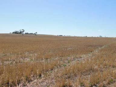 Farm Sold - SA - Bordertown - 5268 - Acres, Income only Minutes From Town  (Image 2)