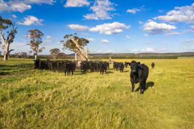Farm Sold - NSW - Goulburn - 2580 - 102 Acres Close To Town  (Image 2)