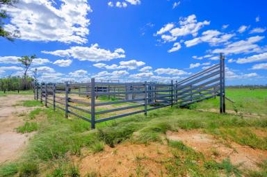 Farm Sold - QLD - South Kolan - 4670 - STARTER PROPERTY + WATER ALLOCATION | IDEAL FOR BEE&apos;S & GOATS  (Image 2)