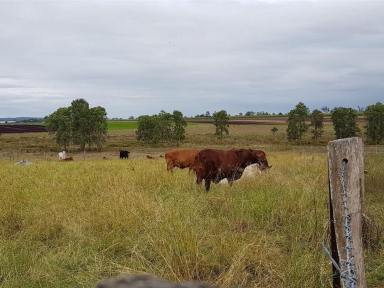 Farm Sold - QLD - Wallaville - 4671 - IRRIGATED FARM & GRAZING  (Image 2)