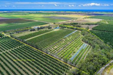 Farm For Sale - QLD - Welcome Creek - 4670 - ORCHARD WITH 3,200 LYCHEE TREES  (Image 2)