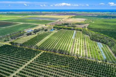 Farm For Sale - QLD - Welcome Creek - 4670 - ORCHARD WITH 3,200 LYCHEE TREES  (Image 2)