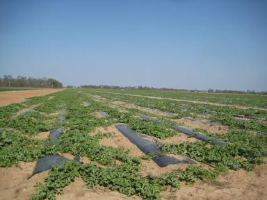 Farm For Sale - QLD - Meadowvale - 4670 - IRRIGATED FARM WITH GREAT SOIL  (Image 2)