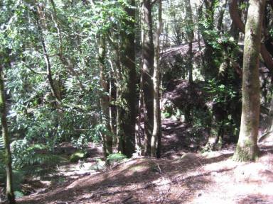 Farm Sold - TAS - Waratah - 7321 - SOLD - Waratah 2.4 Hectares combining Privacy, Convenience and Natures Wonders  (Image 2)