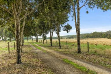 Farm Sold - VIC - Gherang - 3240 - Exceptional Lifestyle Opportunity  (Image 2)
