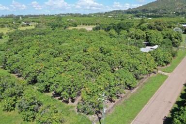 Farm Sold - QLD - Mount Kelly - 4807 - 4.94 Acre Mango Farm - Shed - Open Water - Town Water  (Image 2)