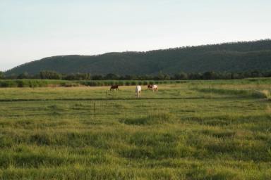 Farm Sold - QLD - Shirbourne - 4809 - 119 Acre Cane/Grazing Property - 2 Houses - Shed - Mach - Crop - Irrigation  (Image 2)