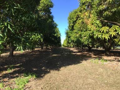 Farm Sold - QLD - Rita Island - 4807 - 32 Acre Mango Farm with Sheds - Coldroom - Machinery - Irrigation  (Image 2)