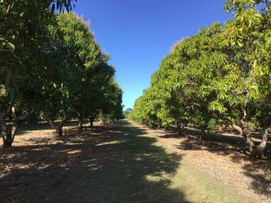 Farm Sold - QLD - Rita Island - 4807 - 32 Acre Mango Farm with Sheds - Coldroom - Machinery - Irrigation  (Image 2)