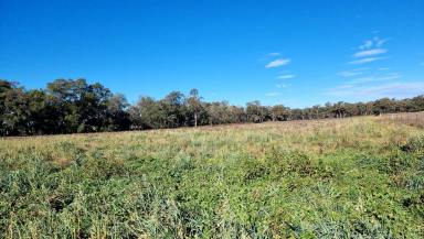 Farm Sold - NSW - Gulgong - 2852 - Creek Frontage Weekender  (Image 2)