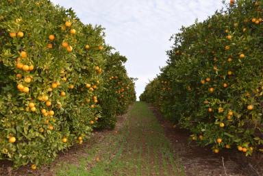 Farm Sold - VIC - Wemen - 3549 - High yielding Quality Elevated soils with Citrus and vines  (Image 2)