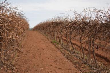 Farm Sold - VIC - Wemen - 3549 - High yielding Quality Elevated soils with Citrus and vines  (Image 2)
