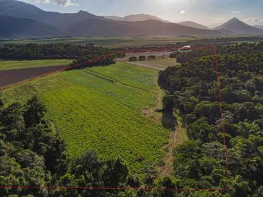 Farm Sold - QLD - Aloomba - 4871 - Rainforest, River, Mountain Streams and Pasture- Lifestyle Property  (Image 2)