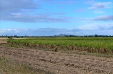 Farm For Sale - QLD - Bundaberg North - 4670 - SIZEABLE FARM FOR SALE ONLY 5 MINUTES TO THE HEART OF BUNDABERG!  (Image 2)