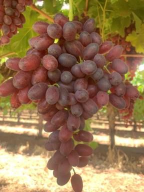 Farm For Sale - VIC - Birdwoodton - 3505 - 58.2 Hectare Export Quality Table Grape Property  (Image 2)
