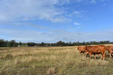 Farm Sold - QLD - Tinana South - 4650 - Rare Find. Vacant Land  (Image 2)