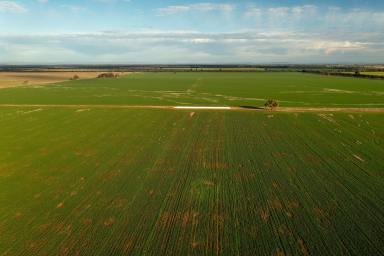 Farm Sold - NSW - Weethalle - 2669 - Some Of The Best Cropping Country In NSW  (Image 2)