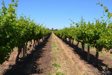 Farm For Sale - VIC - Merbein - 3505 - Merbein - Renowned table grape district  (Image 2)